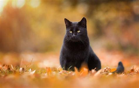 Autumn Cat Wallpapers - Top Free Autumn Cat Backgrounds - WallpaperAccess