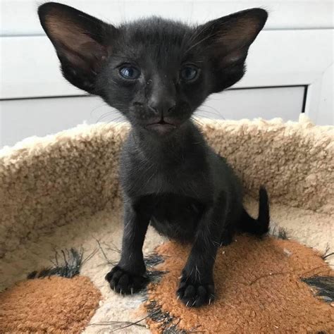 I'm alllll ears!!!! dad calls me the Bat Cat...http://bit.ly/2USQhvV | Oriental shorthair ...