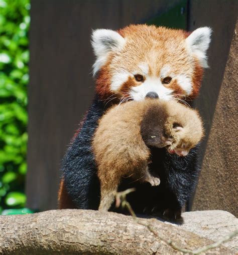 Longleat's Red Panda cubs visible for the first time - Red Pandazine