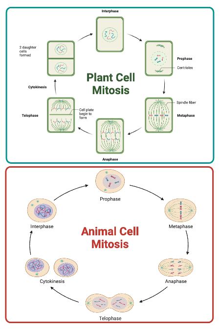 tub Skriv en rapport Bliv klar plant cell mitosis høj Gum Helligdom