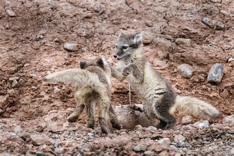 Svalbard 2015 – Day 10: Fox cubs - Tomas' log of stuff