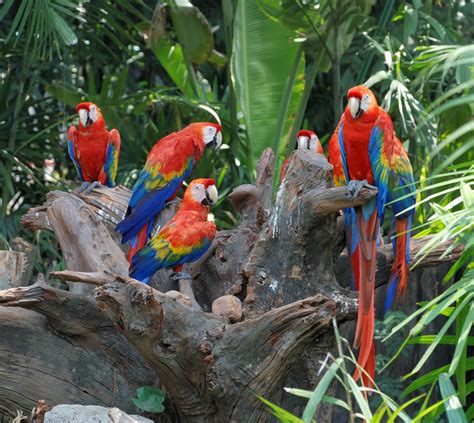 Parrot Facts: Habits, Habitat & Species | Live Science