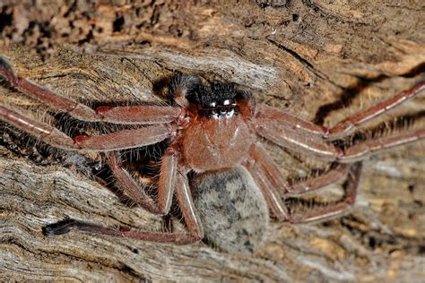 File:Huntsman spider on log.jpg - Wikipedia