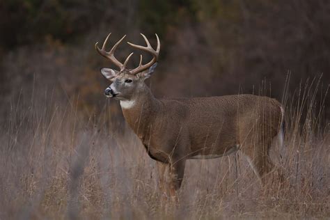 White-Tailed Deer Facts (Odocoileus virginianus)