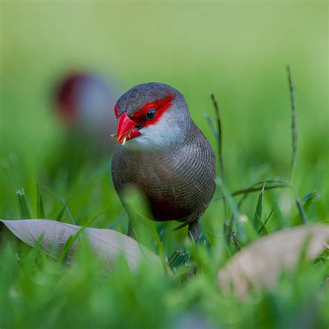 Common Waxbill Photograph by Jian Xu - Fine Art America