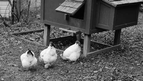 The Imperious Hens. Butts Up, On The March - Bedlam Farm