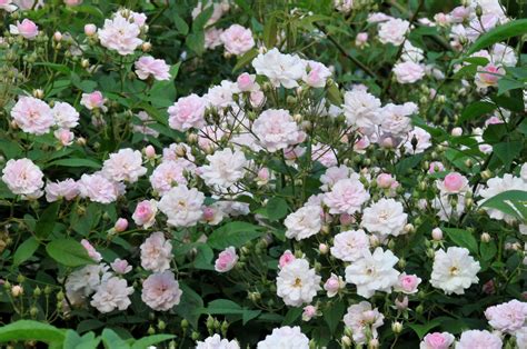 Paul's Himalayan Musk | Musk rose, Blooming rose, Rose