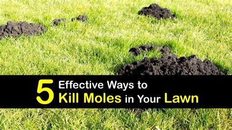 5 Effective Ways to Kill Moles in Your Lawn