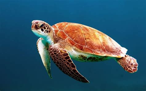 Brown Turtle Swimming Underwater Image Free Photo