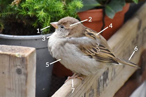 House Sparrow Identification Guide