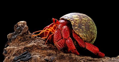 Strawberry Hermit Crab Pictures - AZ Animals