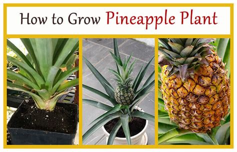 How to Grow Pineapple Plant - Home Gardeners