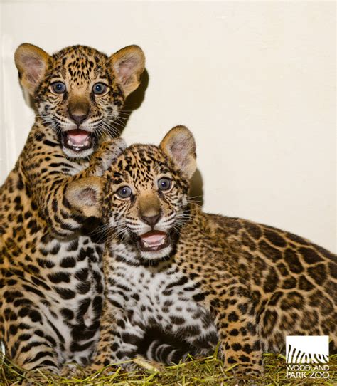 Jaguar cubs’ personalities far outweigh their 10-pound frames