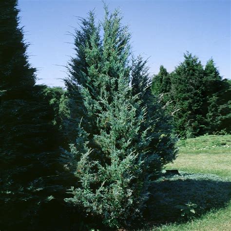 Moonglow Juniper Trees for Sale – FastGrowingTrees.com