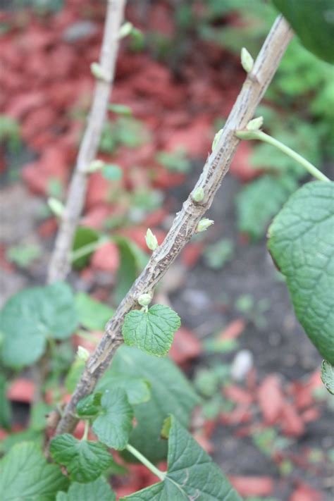 Caring For Raspberry Bushes Summer Bearer Variety