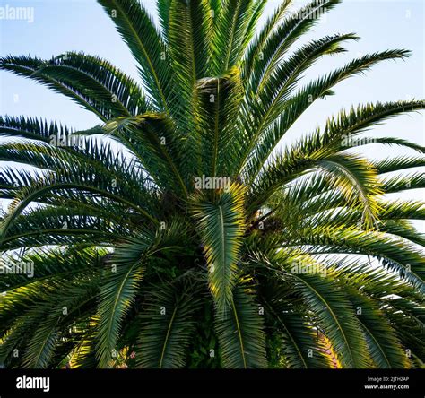 Canary Island date palm Stock Photo - Alamy