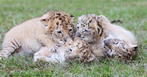 See The ONLY Known White "Liger" Cubs, And They Are Adorable!