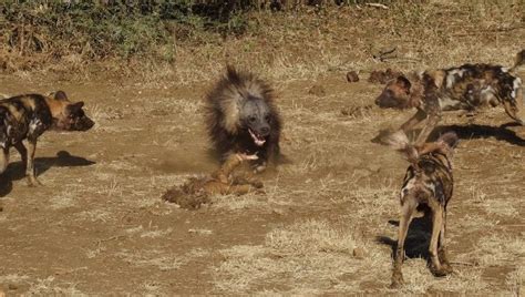 Wild dogs and a brown hyena - Africa Geographic