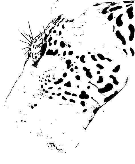 SVG > wild drawing leopard head - Free SVG Image & Icon. | SVG Silh