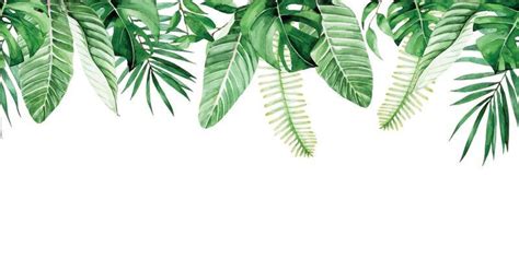 Palm Leaf Border Vector Art, Icons, and Graphics for Free Download