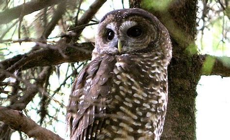 Spotted owl vs. barred owl: Will the government shoot one species to save another?