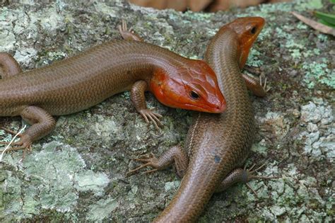 Broadhead Skink Facts, Habitat, Diet, Pictures