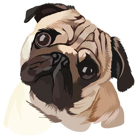 Cute pug dog cartoon, vector illustration 14401046 Vector Art at Vecteezy