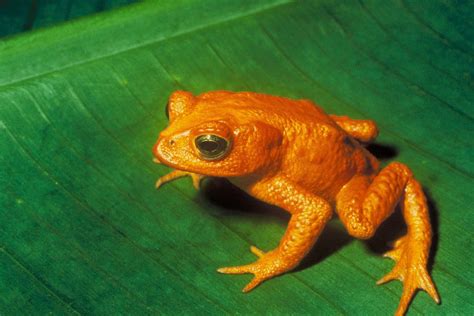 Why Are So Many Amphibian Species Threatened By Extinction? - Earth.com