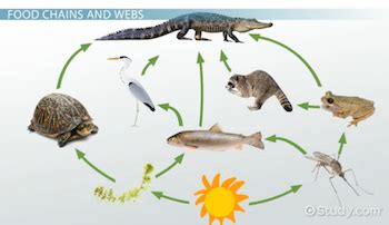 Swamp Food Chain & Web | Definition & Examples - Lesson | Study.com