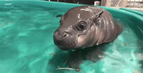 Toronto Zoo's baby hippo cools off in her new 'big girl' pool (VIDEO ...