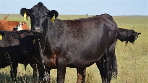 Beef Cattle Production | UNL Beef