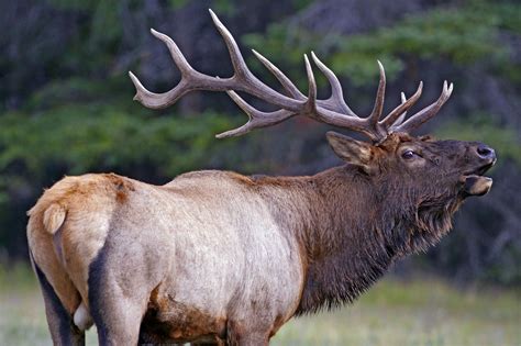 Bull elk, Bull, Elk pictures