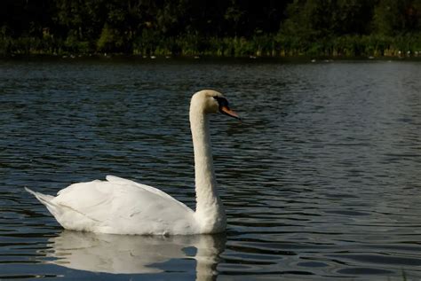 Mute Swan Facts - Mute Swan Habitat - Mute Swan Diet