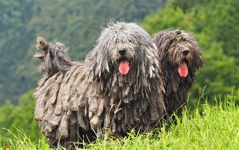 Bergamasco Shepherd | Dog Breed Information & Facts – Pictures | Pets Feed