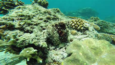 Octopus Camouflage on a Reef - YouTube