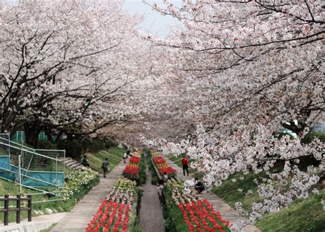 Cherry Blossoms in Yokohama | City and See Blog