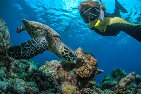 Top 10 Snorkel Tours on Oahu - Hawaii Travel Guide