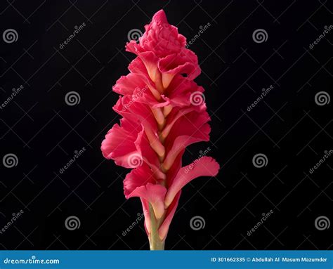 Cockscomb Flower in Studio Background, Single Cockscomb Flower ...