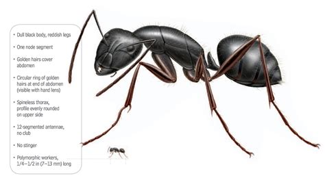 What Do Carpenter Ants Look Like - Carpenter Ants Identification