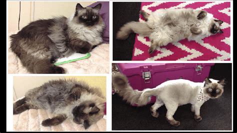 Shaving a Ragdoll Cat | Ragdoll Cat Color Change After Shaving Fur