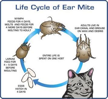 Cat Ear Mites: Symptoms, Treatment, and Prevention