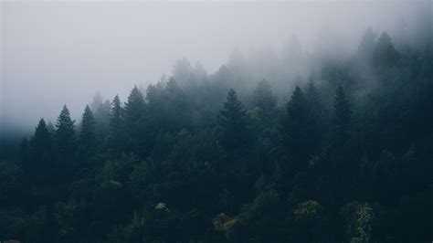 Fog Forest Wallpapers - Wallpaper Cave