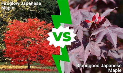 Fireglow vs. Bloodgood Japanese Maple - A-Z Animals