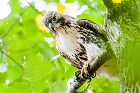 Hawks In Pennsylvania: Search For All 9 Species Here