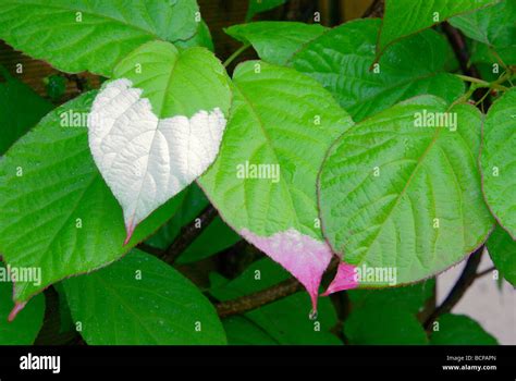 Actinidia kolomikta 05 Stock Photo - Alamy