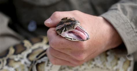 Snake Hunters Descend on Florida Everglades for Python-Killing ...