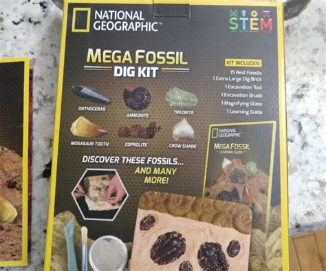 Real Dinosaur Fossil Dig Kit