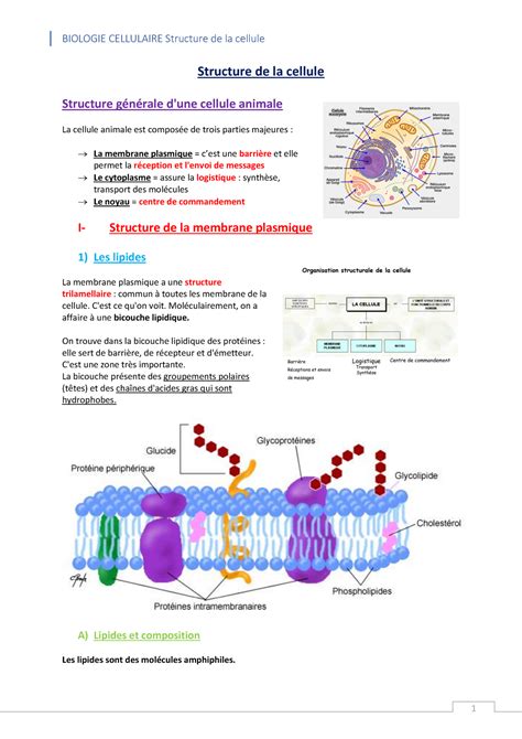 Cours de Biologie Cellulaire : Membrane Plasmique et Noyau - Structure ...