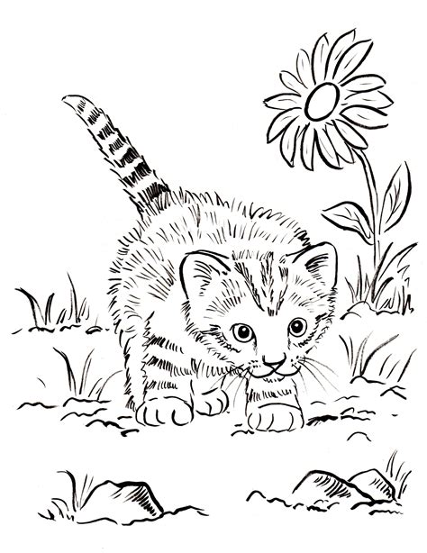 Real Cat Coloring Pages at GetColorings.com | Free printable colorings pages to print and color