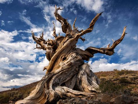 35 Facts About Methuselah Tree - Facts.net